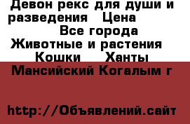 Девон рекс для души и разведения › Цена ­ 20 000 - Все города Животные и растения » Кошки   . Ханты-Мансийский,Когалым г.
